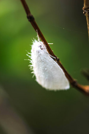 white moth on branchの写真素材