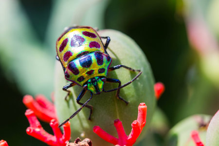 Lychee Shield Bugの写真素材