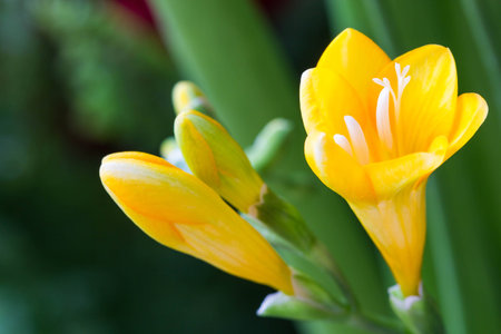 Beautiful  yellow flower