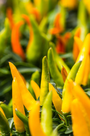Ornamental pepper on nature backgroundの写真素材