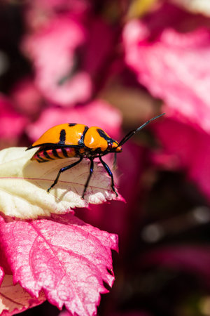 Jewel Bug