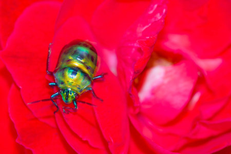 Lychee Shield Bug (Chrysocoris stolli, Scutelleridae)