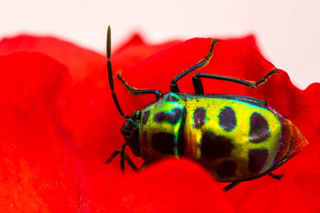 Lychee Shield Bug (Chrysocoris stolli, Scutelleridae)の写真素材