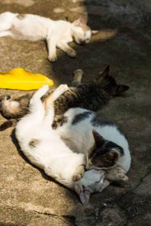 cat sleepingの写真素材