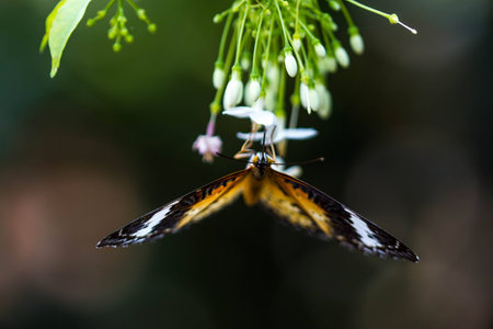 butterfly on white flower