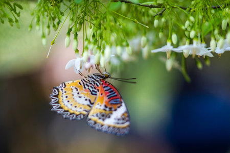 butterfly on white flowerの写真素材