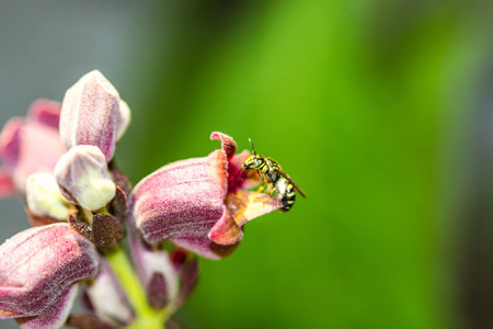 little bee on wild flowerの写真素材