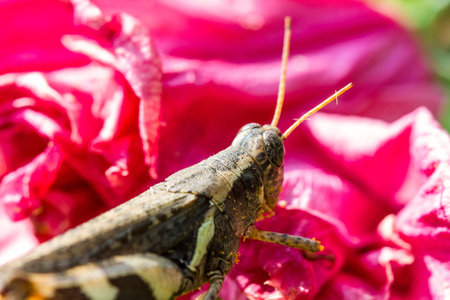 Grasshopper on pink flowerの写真素材