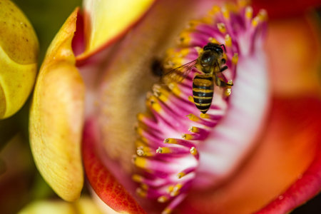Little bee on cannonball flowerの写真素材