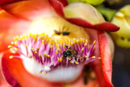 Little bee on cannonball flowerの写真素材