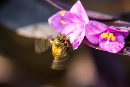 Little bee on purple flowerの写真素材