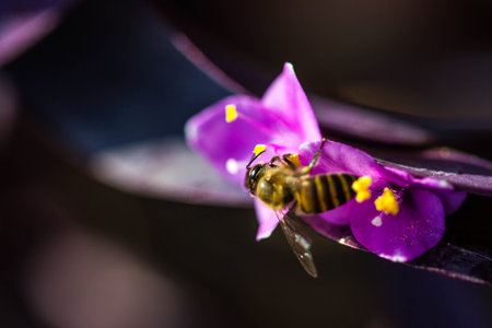 Little bee on purple flowerの写真素材