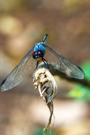 Dragonfly on branch