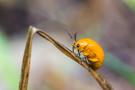 Little orange beetle on nature background