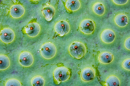 Lotus seed background