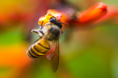 Little bee on orange flowerの写真素材