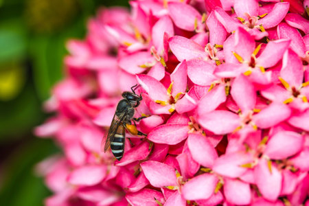 Little bee on flowerの写真素材