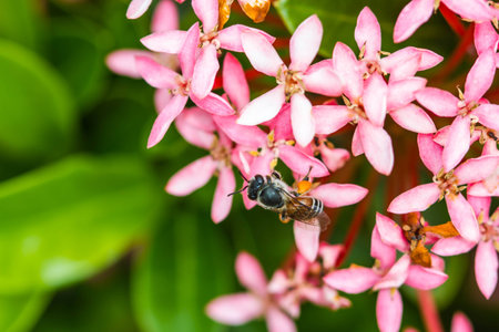 Little bee on flowerの写真素材