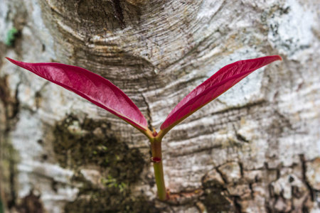 young red leaves  in the springの写真素材