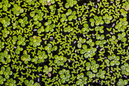 Background with leaves of green water fernの写真素材