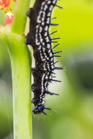 color butterfly wormの写真素材