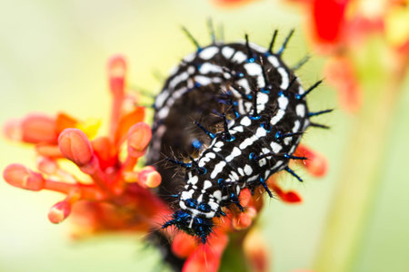 color butterfly wormの写真素材