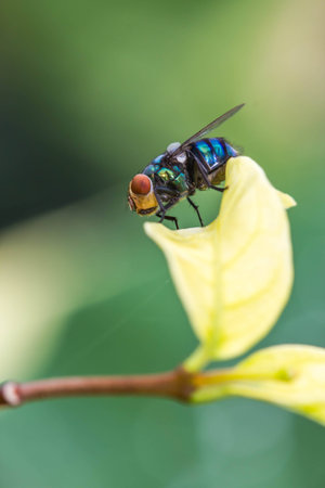 Fly on leaf