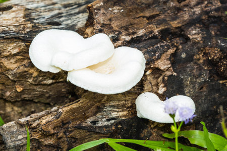 mushrooms in the forestの写真素材