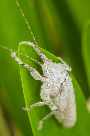 Grasshopper on leafの写真素材