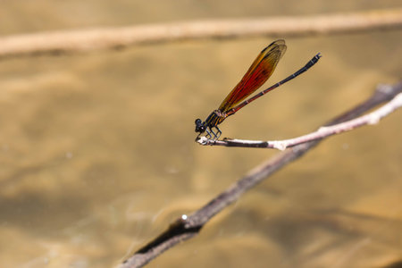 Damsel Flies at water fallの写真素材
