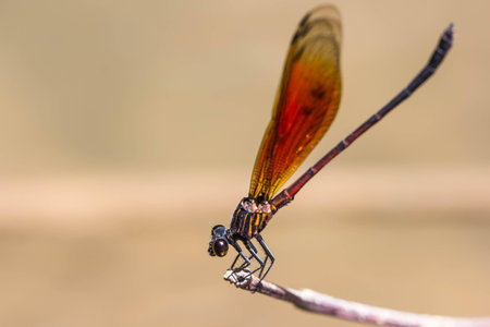 Damsel Flies at water fallの写真素材