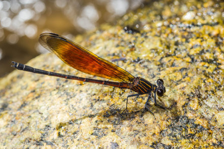 Damsel Flies at water fallの写真素材