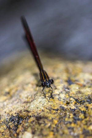 Damsel Flies at water fallの写真素材