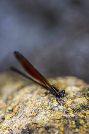 Damsel Flies at water fallの写真素材