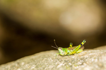 Little Grasshopperの写真素材