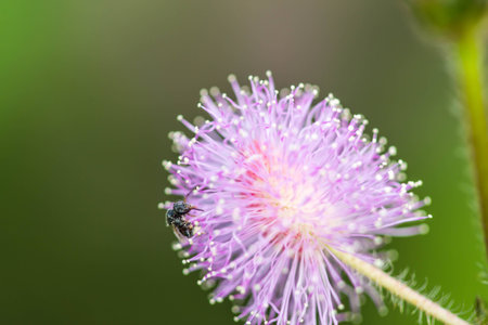 little beeon sensitive plant flowerの写真素材