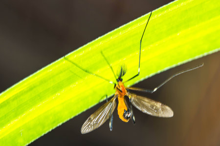 aedes, animal, background, black, bug, close, close-up, closeup, dead, detail, extreme, gnat, horizontal, insect, isolated, macro, magnification, malaria, mosquito, nature, pest, small, up, virus, whiteの写真素材