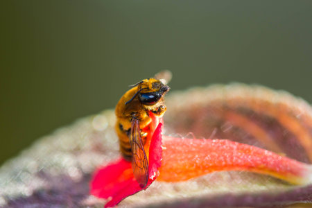 Little bee on orange flowerの写真素材
