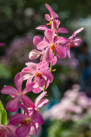 pink orchid