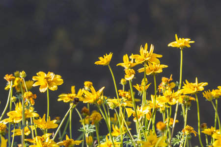 flowers in gardenの写真素材