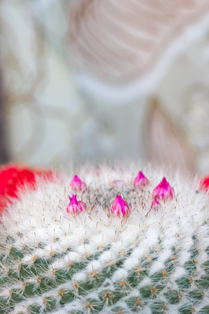 Pink flowers on cactusの写真素材
