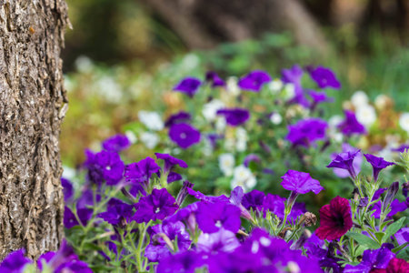 all cute flowers in gardenの写真素材