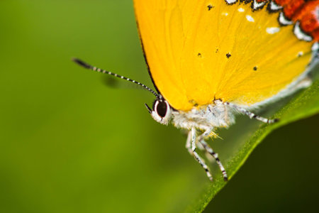 Purple Sapphire's caterpillars butterfly  on green leafの写真素材