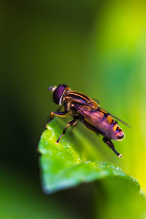 Fruit files or Flower files on green leafの写真素材