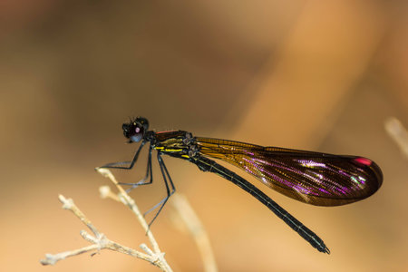 Damsel Flies at water fallの写真素材