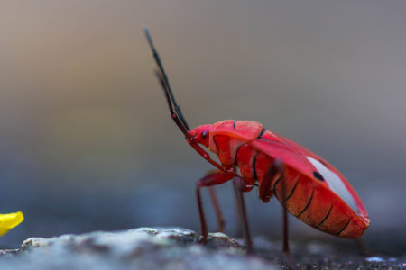 red shield bug on nature backgroundの写真素材