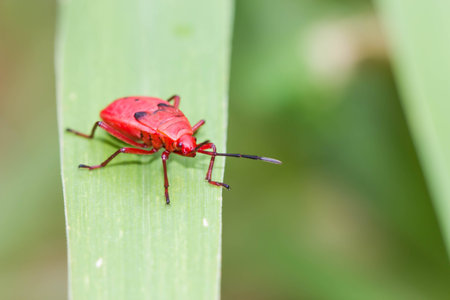 red shield bug on nature backgroundの写真素材