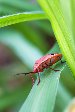 red shield bug on nature background