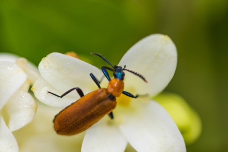 Cardinal Beetle - Pyrochroa serraticornis on white flowerの写真素材