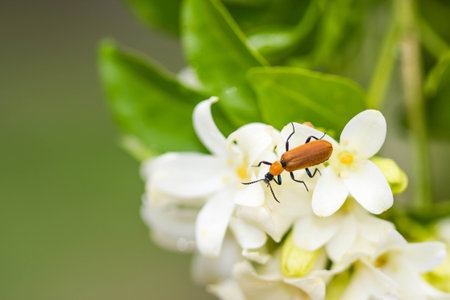 Cardinal Beetle - Pyrochroa serraticornis on white flowerの写真素材